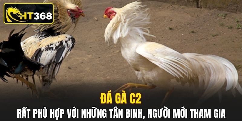 Đá gà C2 rất phù hợp với những tân binh, người mới tham gia