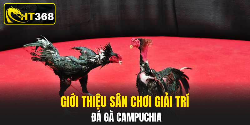 Giới thiệu sân chơi giải trí đá gà Campuchia