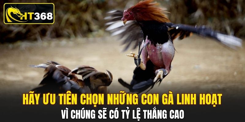 Hãy ưu tiên chọn những con gà linh hoạt vì chúng sẽ có tỷ lệ thắng cao
