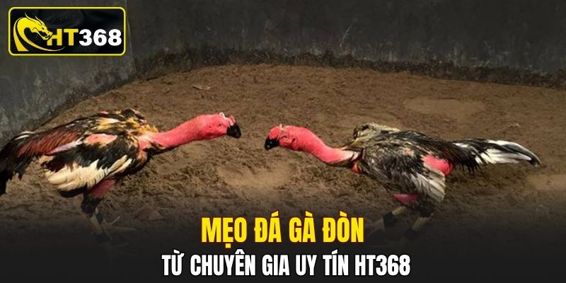 Mẹo đá gà đòn từ chuyên gia uy tín HT368
