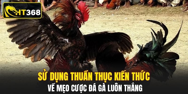Sử dụng thuần thục kiến thức về mẹo cược đá gà luôn thắng