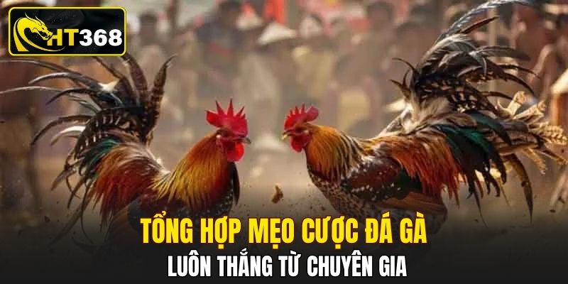 Tổng hợp mẹo cược đá gà luôn thắng từ chuyên gia